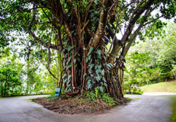 A Banyan Tree Picture of a Banyan Tree